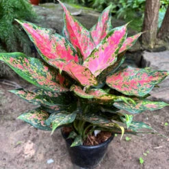 Aglaonema Rotundum 'Anjamanee Tropica' Plant -Plant Life Decor Shop AnjamaneeTropica