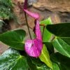 Anthurium Baby Purple Plant