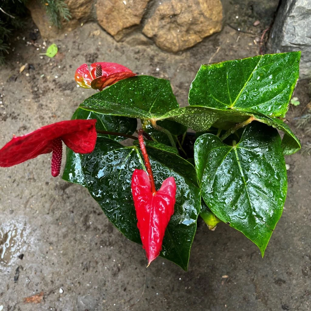 Anthurium Casanova Plant 3 Anthurium Casanova Plant - Image 3