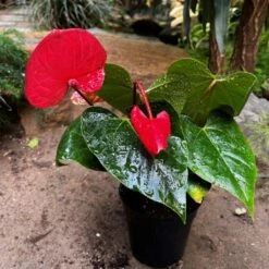 Anthurium Casanova Plant