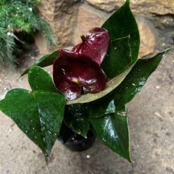 Anthurium Chocolate Beauty Plant