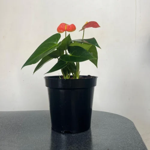 Anthurium Prince Of Orange Plant -Plant Life Decor Shop AnthuriumPrinceofOrange 1
