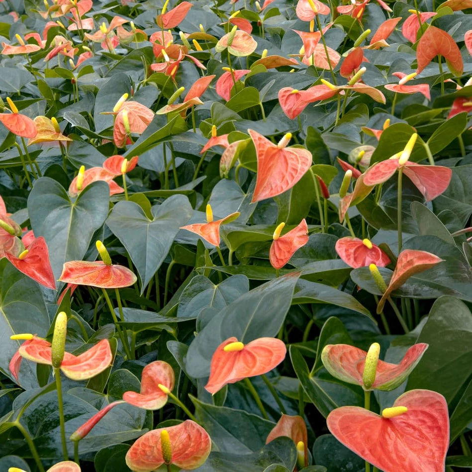 Anthurium Prince Of Orange Plant 2 Anthurium Prince Of Orange Plant - Image 2