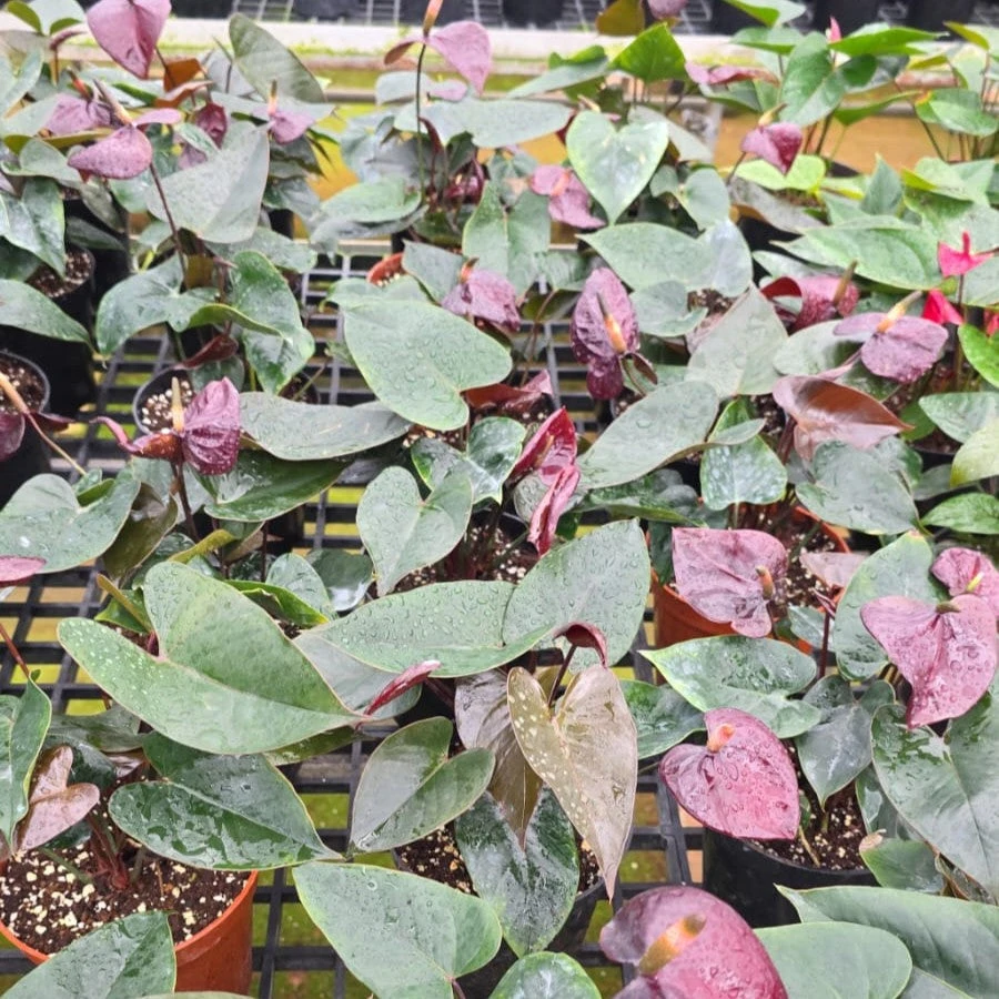 Anthurium Tranquilo Plant 2 Anthurium Tranquilo Plant - Image 2