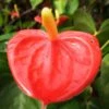 Anthurium Kerrich Plant