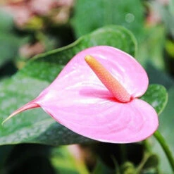 Anthurium Small Talk Plant