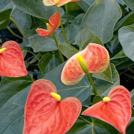 Anthurium Prince Of Orange Plant 1 Anthurium Prince Of Orange Plant