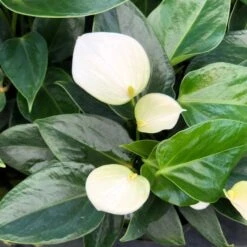 Anthurium Baby White Plant