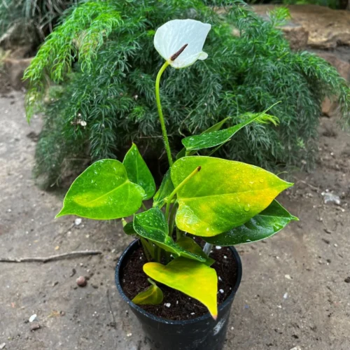 Anthurium Baby White Plant -Plant Life Decor Shop Anthuriumbabywhite