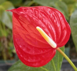 Anthurium Red Heart Plant