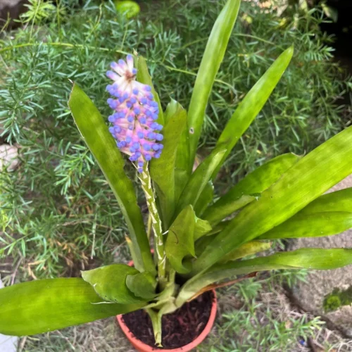 Aechmea Gamosepala Plant 7 Aechmea Gamosepala Plant -Plant Life Decor Shop ArchmeaGamosepala 2