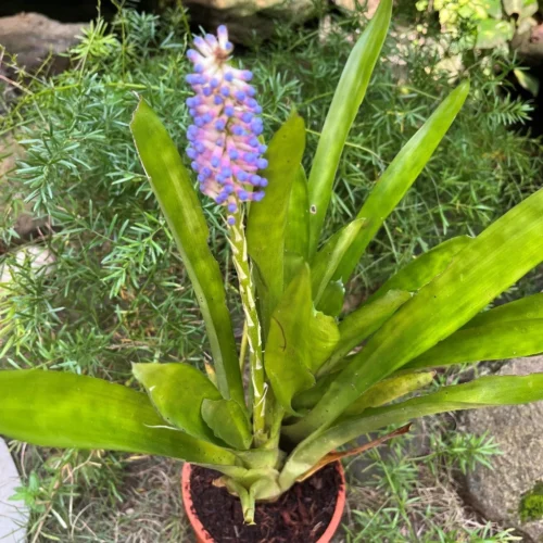 Aechmea Gamosepala Plant 6 Aechmea Gamosepala Plant -Plant Life Decor Shop ArchmeaGamosepala