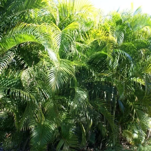 Areca Palm Plant 7 Areca Palm Plant -Plant Life Decor Shop Areca Palm