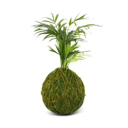 Kokedama Moss Ball Chamaedorea Elegans Plant -Plant Life Decor Shop Areca Palm 1 8921e28e 1d7e 4b1f adaf 7f61b9477790