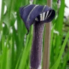 Arisaema Concinnum (Bulbs)