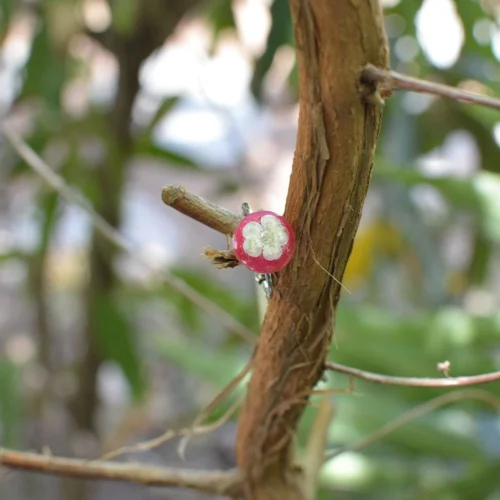 Aromatic Morganite Real Dried Flower Ring -Plant Life Decor Shop Aromatic Morganite 6