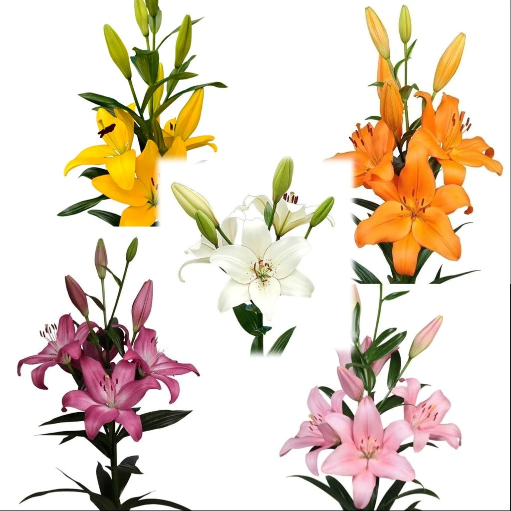 Lilium Asiatic (Mix Bulbs) 1 Lilium Asiatic (Mix Bulbs)