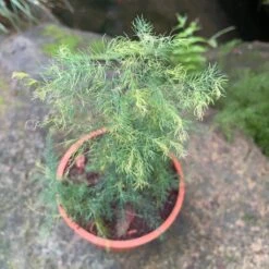 Asparagus Crispus Decumbens Fern Plant -Plant Life Decor Shop Asparagus crispus 3