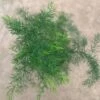 Asparagus Crispus Decumbens Fern Plant