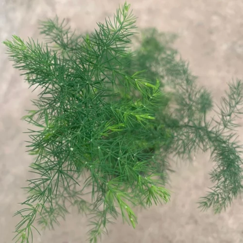 Asparagus Crispus Decumbens Fern Plant