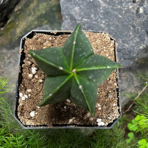 Astrophytum Myriostigma Var. Nudum Bishops Miter Cactus Plant 9 Astrophytum Myriostigma Var. Nudum Bishops Miter Cactus Plant -Plant Life Decor Shop AstrophytumNedumhybrid