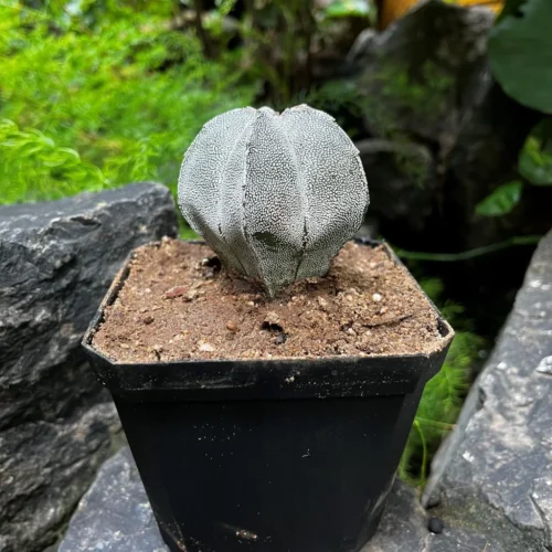 Astrophytum Myriostigma Cv. Onzuka Cactus Plant 9 Astrophytum Myriostigma Cv. Onzuka Cactus Plant -Plant Life Decor Shop AstrophytumOnzuka 2