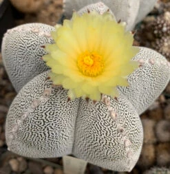 Astrophytum Myriostigma Cv. Onzuka Cactus Plant 8 Astrophytum Myriostigma Cv. Onzuka Cactus Plant -Plant Life Decor Shop AstrophytumOnzuka 3