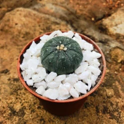 Astrophytum Asteria Sand Dollar Cactus Plant