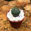 Astrophytum Asterias Hybrid Cactus Plant