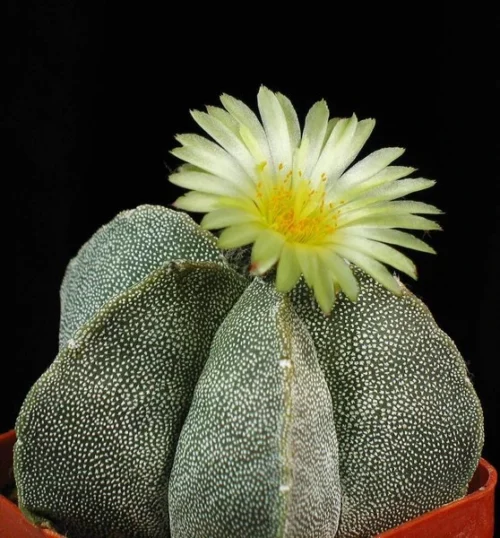 Astrophytum Myriostigma Bishops Cap Cactus Plant 7 Astrophytum Myriostigma Bishops Cap Cactus Plant -Plant Life Decor Shop Astrophytum Myriostigma