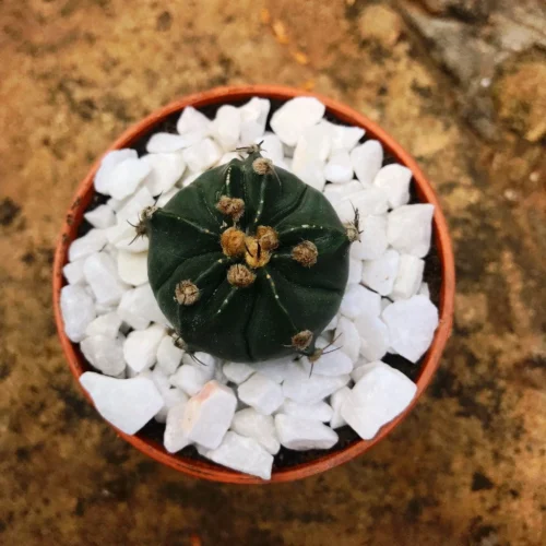 Astrophytum Ornatum F Nudum Monk Hood Cactus Plant 5 Astrophytum Ornatum F Nudum Monk Hood Cactus Plant -Plant Life Decor Shop Astrophytum Orantum Nudum 2