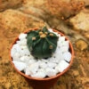 Astrophytum Ornatum F Nudum Monk Hood Cactus Plant