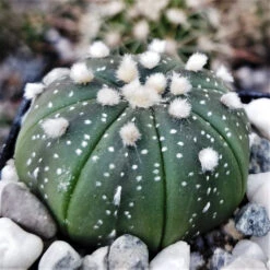 Astrophytum Asteria Sand Dollar Cactus Plant -Plant Life Decor Shop Astrophytum asterias
