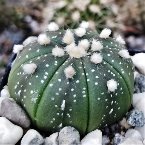 Astrophytum Asteria Sand Dollar Cactus Plant -Plant Life Decor Shop Astrophytum asterias