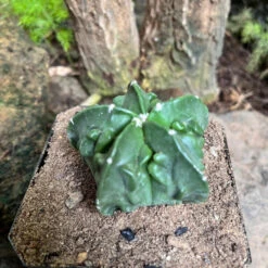 Astrophytum Nudam X Fukuryu Hybrid Cactus Plant -Plant Life Decor Shop Astrophytum nudum x fukurya hybrid 5