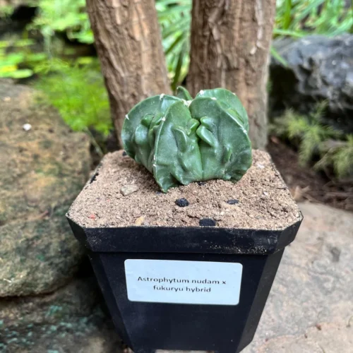 Astrophytum Nudam X Fukuryu Hybrid Cactus Plant -Plant Life Decor Shop Astrophytum nudum x fukurya hybrid 6