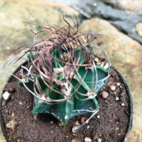 Astrophytum Capricorne Subs. Senile Cactus Plant 6 Astrophytum Capricorne Subs. Senile Cactus Plant -Plant Life Decor Shop Astrophytumcapricornesubs.senile 3