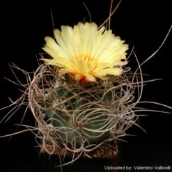 Astrophytum Capricorne Subs. Senile Cactus Plant -Plant Life Decor Shop Astrophytumcapricornesubs.senile 4
