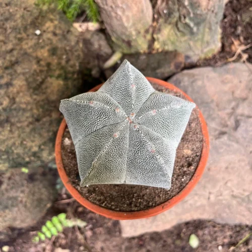 Astrophytum Myriostigma Cv. Onzuka Cactus Plant