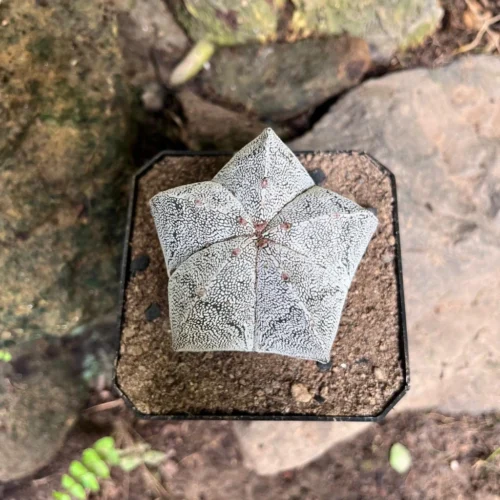 Astrophytum Myriostigma Cv. Onzuka Cactus Plant 10 Astrophytum Myriostigma Cv. Onzuka Cactus Plant -Plant Life Decor Shop Astrophytummyriostigma Onzuka 5