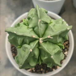 Astrophytum Nudam X Fukuryu Hybrid Cactus Plant -Plant Life Decor Shop Astrophytumnudamxfukuryu