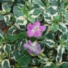 Variegated Ganges Primrose Plant