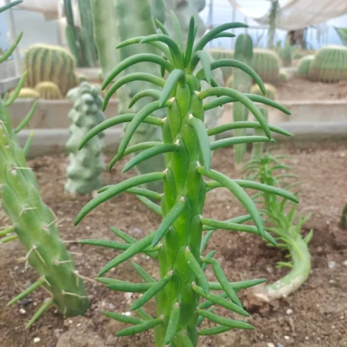 Austrocylindropuntia Subulate Cactus Plant -Plant Life Decor Shop Austrocylindropuntia Subulate