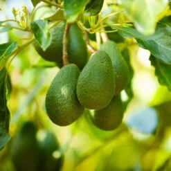 Avocado Persea Americana Plant