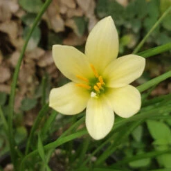Rain Lily 'Balesh' (Bulbs)