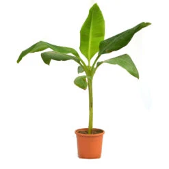Grand Nain Banana Tissue Culture Plant -Plant Life Decor Shop Banana