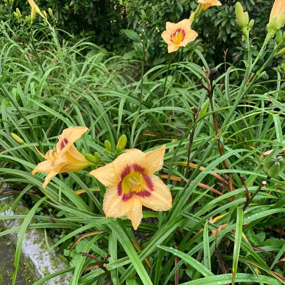 Hemerocallis 'Baronet's Badge' (Bulbs) 2 Hemerocallis 'Baronet's Badge' (Bulbs) - Image 2