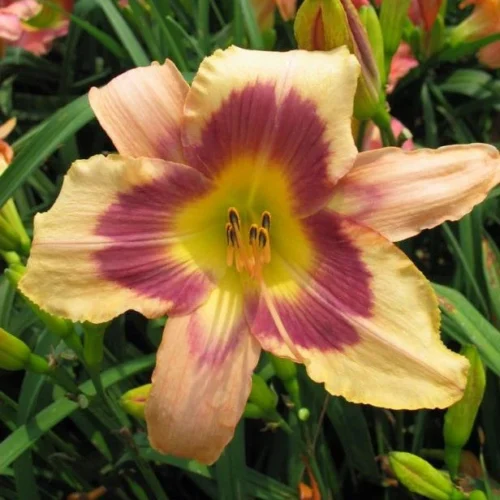 Hemerocallis 'Baronet's Badge' (Bulbs)