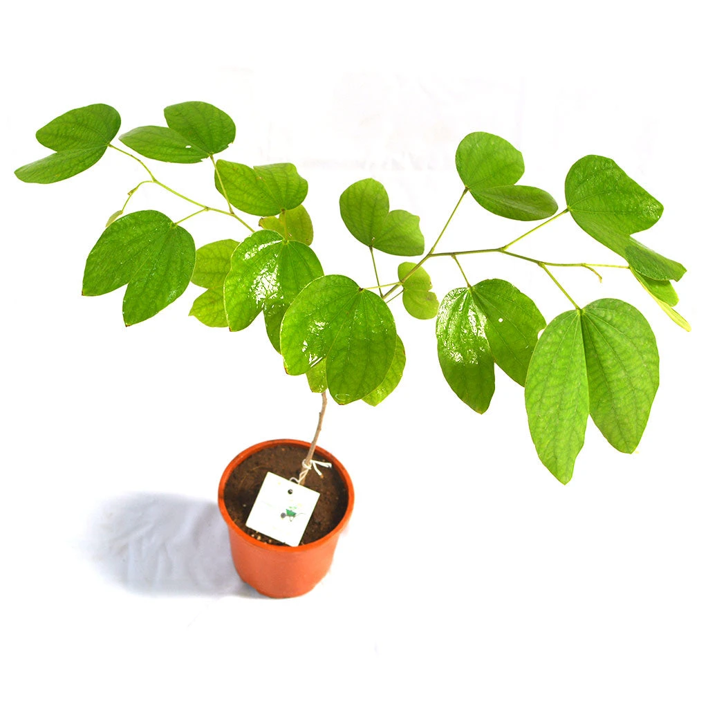 Bauhinia Purpurea Kachnar Plant 2 Bauhinia Purpurea Kachnar Plant - Image 2