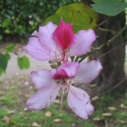 Bauhinia Variegata Kachnar Plant -Plant Life Decor Shop Bauhinia variegata flower